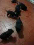 Filhotinhos