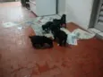 Filhotinhos
