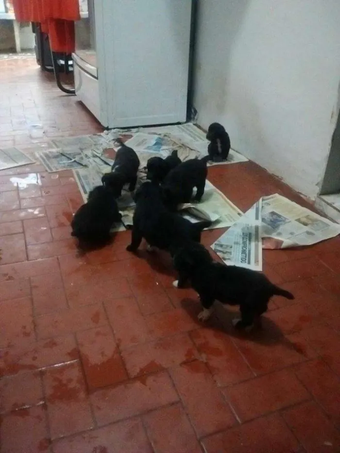 Cachorro raça Vira-Lata idade Abaixo de 2 meses nome Filhotinhos
