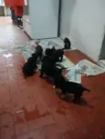 Filhotinhos