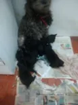 Filhotinhos