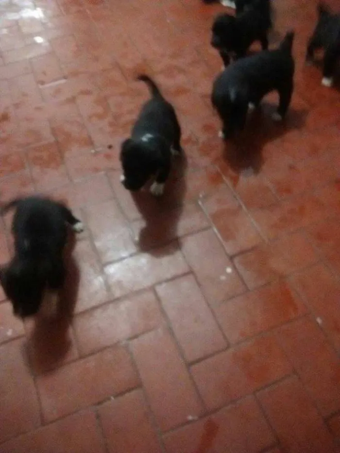 Cachorro raça Vira-Lata idade Abaixo de 2 meses nome Filhotinhos