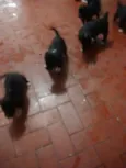 Filhotinhos