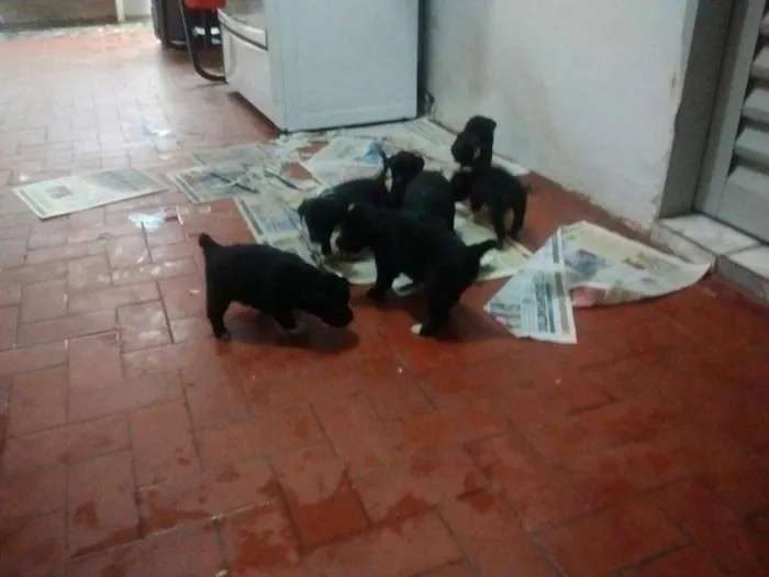 Cachorro raça Vira-Lata idade Abaixo de 2 meses nome Filhotinhos