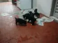 Filhotinhos