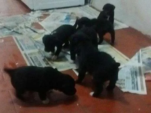 Cachorro raça Vira-Lata idade Abaixo de 2 meses nome Filhotinhos