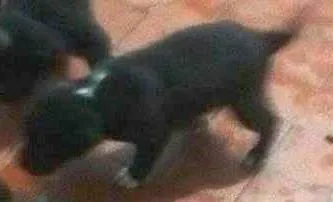 Cachorro raça Vira-Lata idade Abaixo de 2 meses nome Filhotinhos