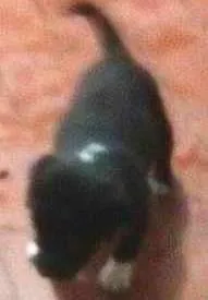 Cachorro raça Vira-Lata idade Abaixo de 2 meses nome Filhotinhos