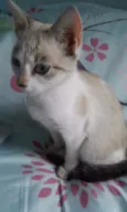 Princesa