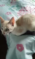 Princesa