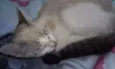 Princesa