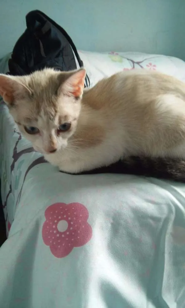 Gato ra a sem raça  idade 2 a 6 meses nome Princesa 