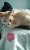 Princesa