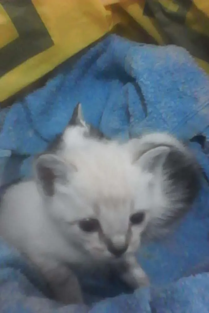 Gato raça VIRA LATA idade Abaixo de 2 meses nome PRIMEIRO E SEGUNDO