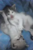 PRIMEIRO E SEGUNDO