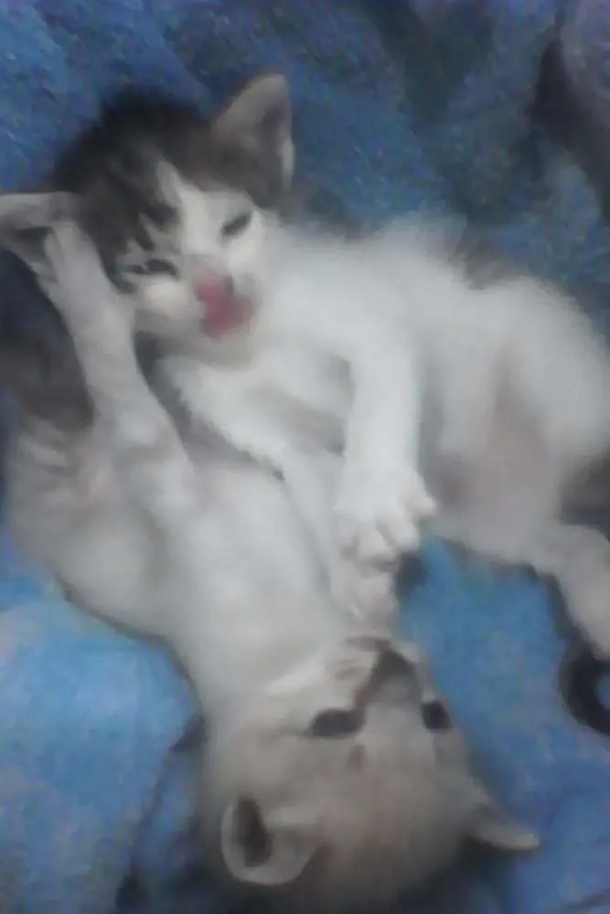 Gato raça VIRA LATA idade Abaixo de 2 meses nome PRIMEIRO E SEGUNDO