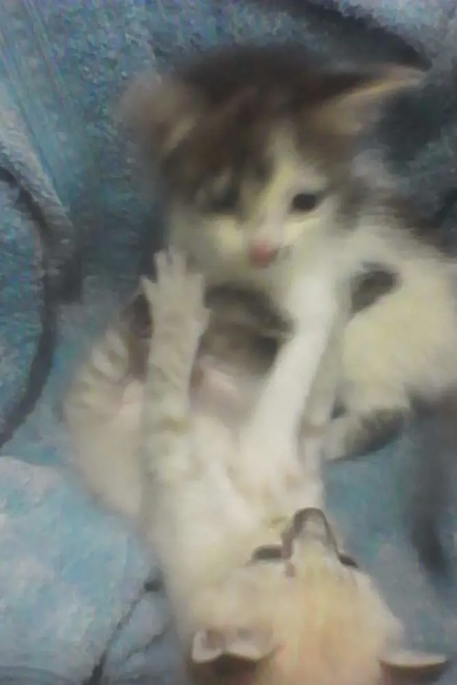 Gato raça VIRA LATA idade Abaixo de 2 meses nome PRIMEIRO E SEGUNDO