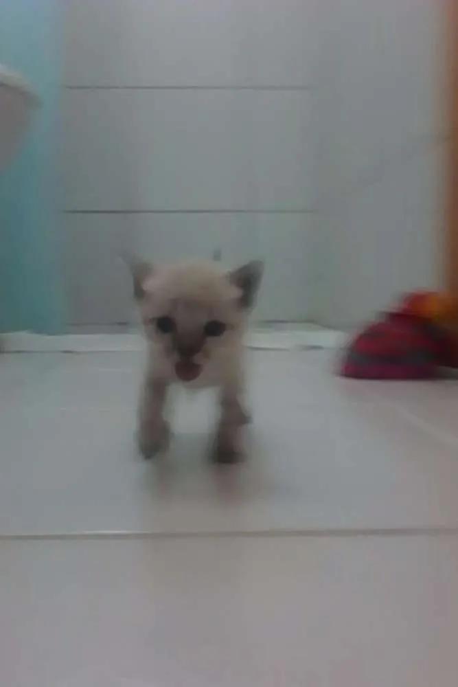 Gato raça VIRA LATA idade Abaixo de 2 meses nome PRIMEIRO E SEGUNDO