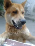 jhony