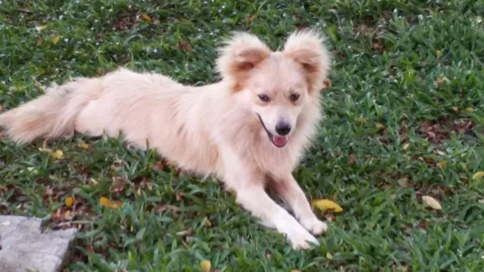 Cachorro ra a Rnd idade  nome Zeca