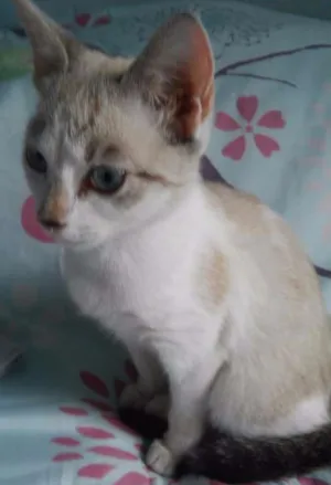 Gato raça sem raça  idade 2 a 6 meses nome Princesa 