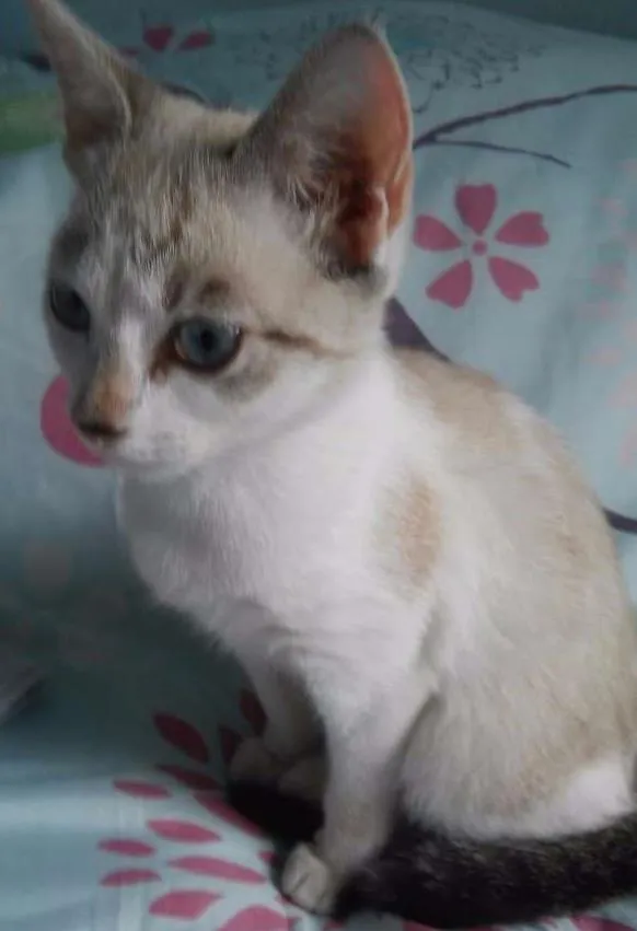 Gato ra a sem raça  idade 2 a 6 meses nome Princesa 