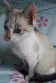 Princesa