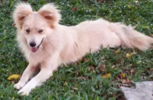 Cachorro raça Rnd idade 7 a 11 meses nome Zeca