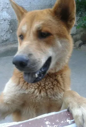 Cachorro raça chow chow e akita idade 2 anos nome jhony