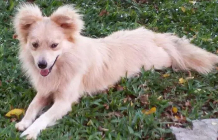 Cachorro ra a Rnd idade  nome Zeca