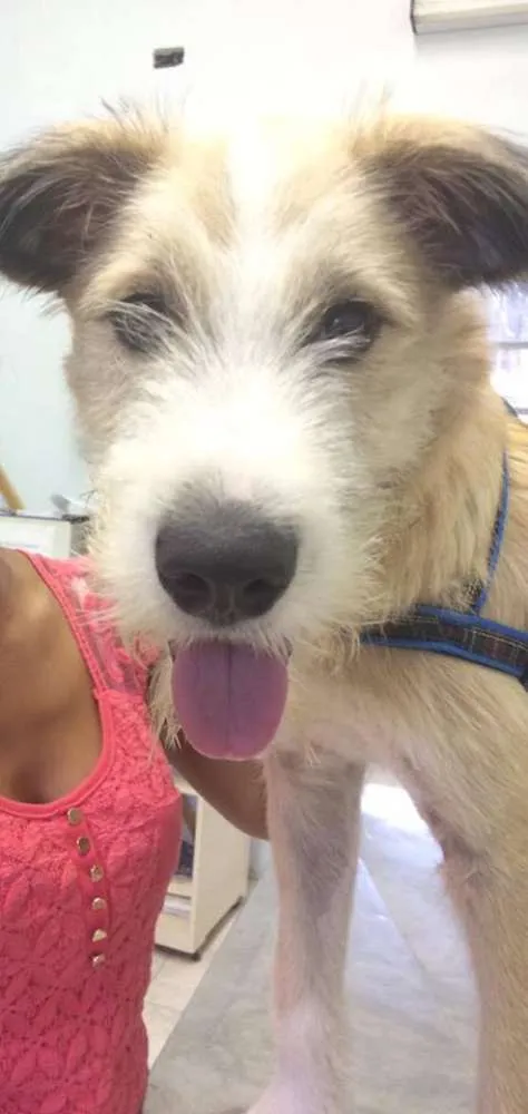 Cachorro ra a SRD idade 7 a 11 meses nome Bethoven