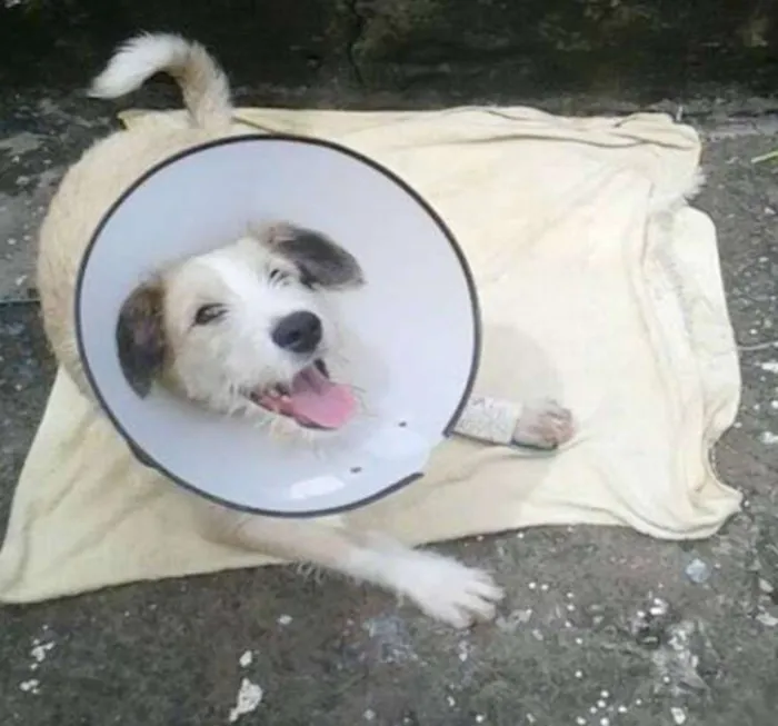 Cachorro ra a SRD idade 7 a 11 meses nome Bethoven