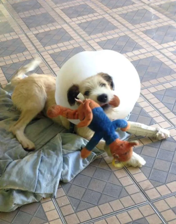 Cachorro ra a SRD idade 7 a 11 meses nome Bethoven