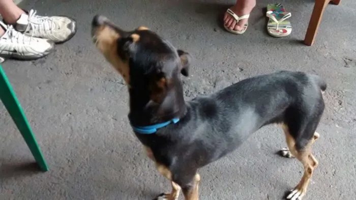 Cachorro ra a VIRA LATAS idade 5 anos nome MEL GRATIFICA