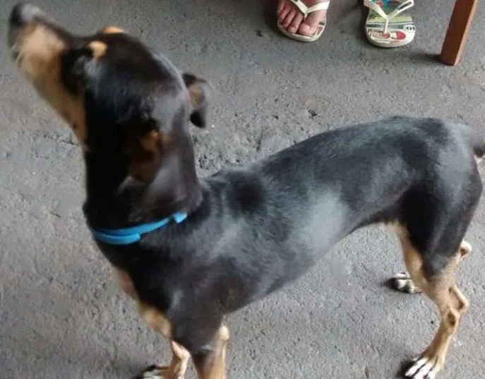 Cachorro ra a VIRA LATAS idade 5 anos nome MEL GRATIFICA