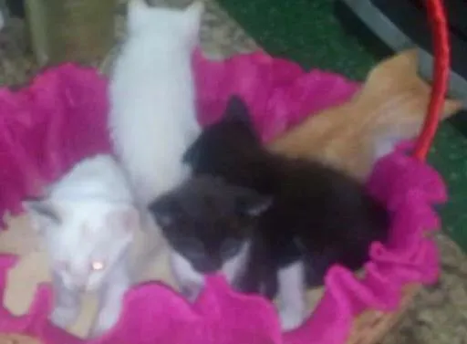 Gato ra a  idade Abaixo de 2 meses nome Filhotes