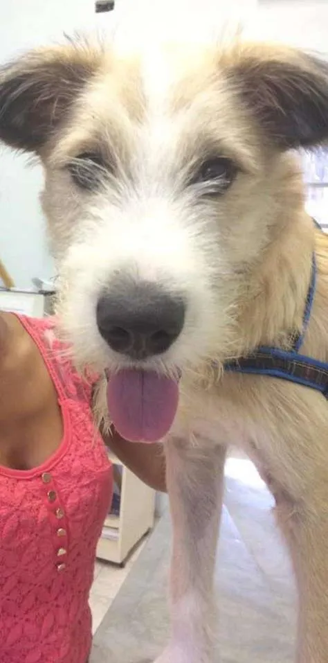 Cachorro ra a SRD idade 7 a 11 meses nome Bethoven