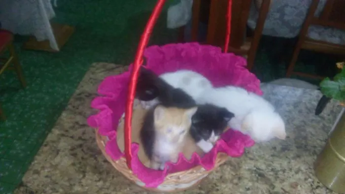 Gato ra a  idade Abaixo de 2 meses nome Filhotes