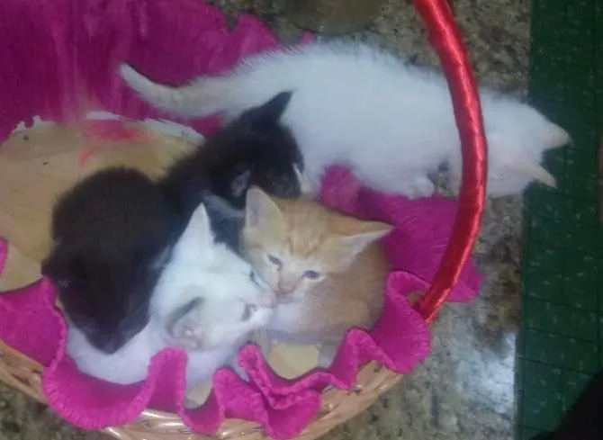 Gato ra a  idade Abaixo de 2 meses nome Filhotes