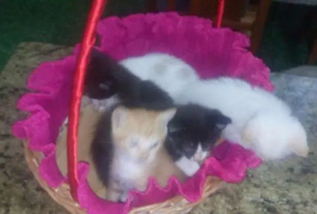 Gato ra a  idade Abaixo de 2 meses nome Filhotes