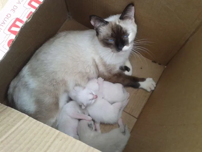 Gato raça siames idade 2 a 6 meses nome achado