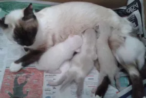 Gato raça siames idade 2 a 6 meses nome achado
