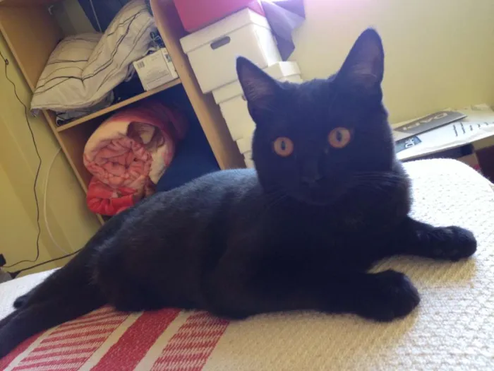 Gato ra a  idade 1 ano nome Shogum