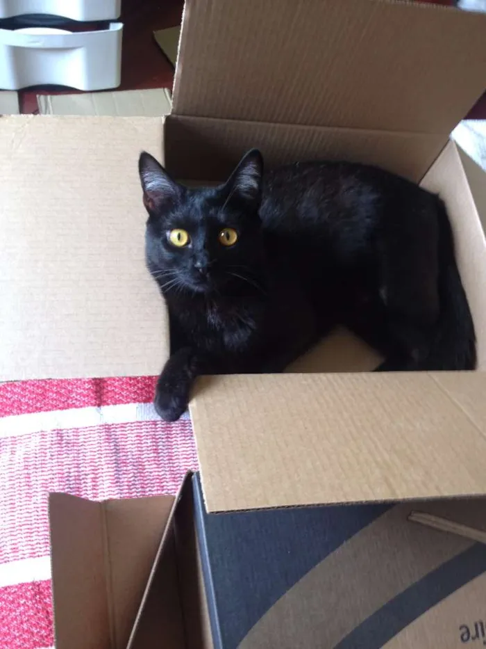 Gato ra a  idade 1 ano nome Shogum