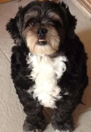 Cachorro ra a Lhasa Apso idade 4 anos nome Tiberio