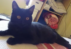 Gato raça  idade 1 ano nome Shogum