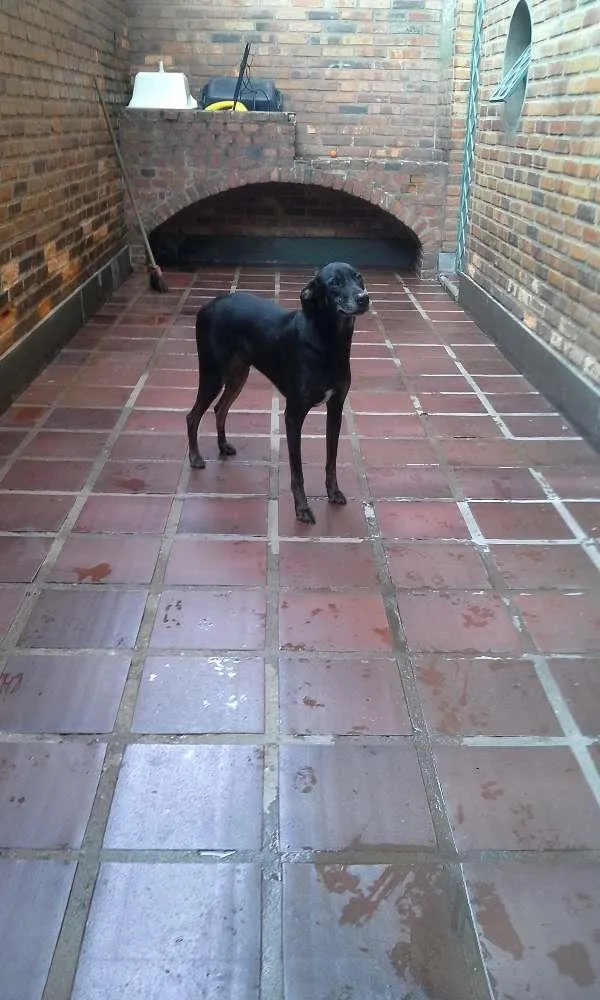 Cachorro raça RND idade 4 anos nome Tiigrinho