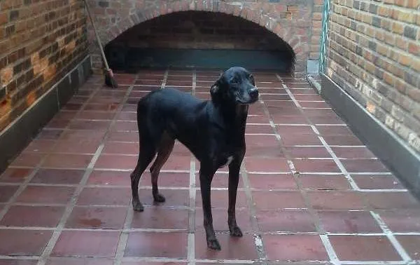 Cachorro raça RND idade 4 anos nome Tiigrinho
