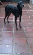 Tiigrinho