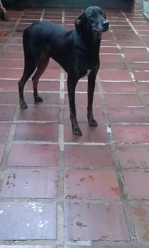 Cachorro raça RND idade 4 anos nome Tiigrinho